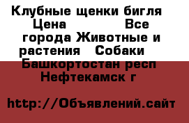 Клубные щенки бигля › Цена ­ 30 000 - Все города Животные и растения » Собаки   . Башкортостан респ.,Нефтекамск г.